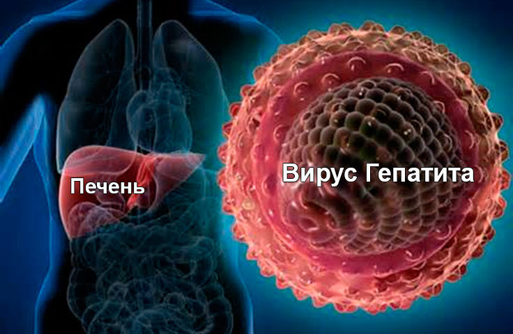 Увеличение печени – Справочник заболеваний | МЦОЗ